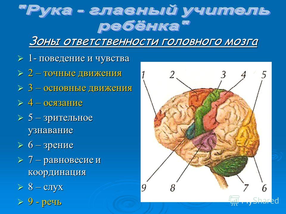 Центры отделов мозга