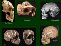 Слайд 6. Находки, свидетельствующие о метисации между неандертальцами и сапиенсами