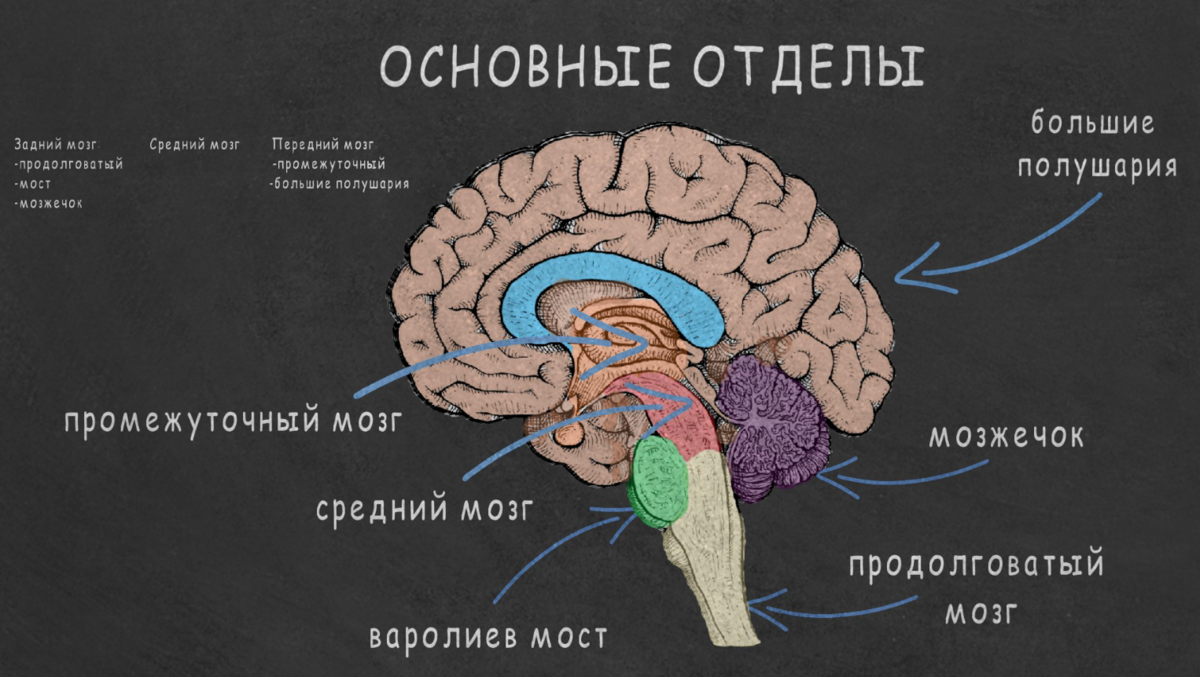 Функция мозгов. Основные отделы головного мозга на продольном срезе. Головной мозг строение отделы анатомия. Структура мозга человека и функции его отделов. Строение головного мозга 5 отделов