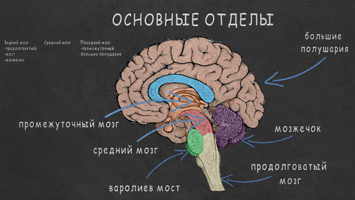 Устройство мозга. Основные отделы головного мозга на продольном срезе. Головной мозг строение отделы анатомия. Структура мозга человека и функции его отделов. Строение головного мозга 5 отделов.