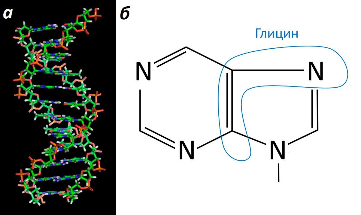 ДНК и схема пуринового азотистого основания
