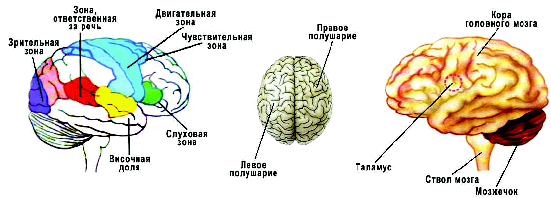Зона отвечающая за речь. Зоны головного мозга. Речевые зоны мозга. Центры левого полушария. Отдел мозга отвечающий за речь.