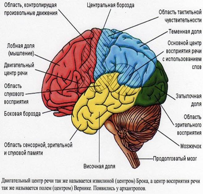 Рассмотрите рисунок с изображением мозга человека какая доля мозга окрашена голубым